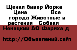 Щенки бивер Йорка  › Цена ­ 30 000 - Все города Животные и растения » Собаки   . Ненецкий АО,Фариха д.